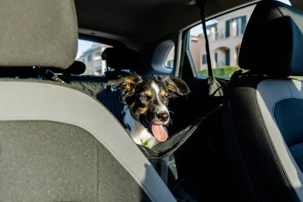 Tricolor Border Collie Dog Sitting Back Seat Car Pet Seat — Stock Photo, Image