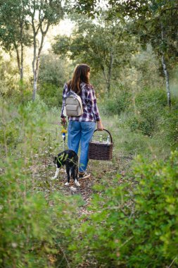 Sınır köpeği ile gezen genç bir kadın piknik sepetiyle yeşil, kalın bir ormanda, ekose gömlek ve kot pantolon giyen bir kız.