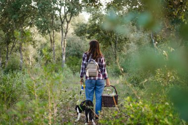 Sınır köpeği ile gezen genç bir kadın piknik sepetiyle yeşil, kalın bir ormanda, ekose gömlek ve kot pantolon giyen bir kız.