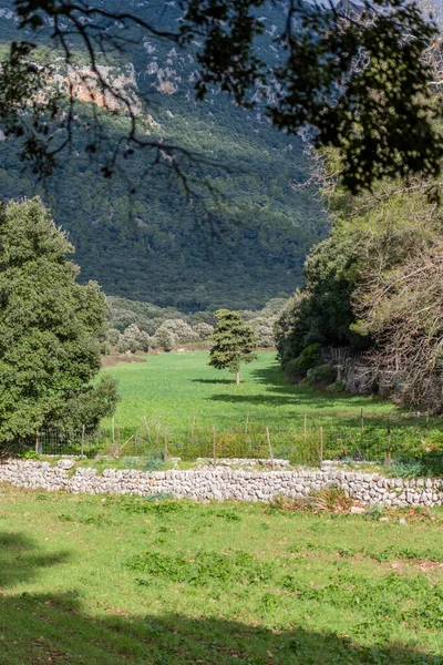 Paisaje Mediterráneo Con Campos Verdes Serra Tramuntana Mallorca Fondo — Foto de Stock