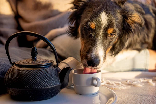 Border Collie Dog Drinking Cup Tea Sunset — Stock Photo, Image