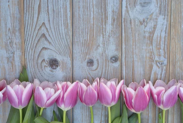 Old grey blue wooden background with pink white tulips border in a row  and empty copy space with wooden spring summer  decoration — Stock Photo, Image