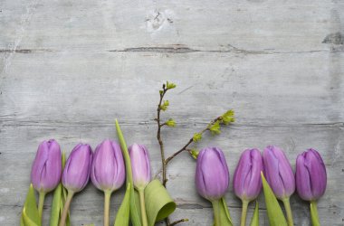Eski mor Beyaz Laleler, kardelen ile Çiğdem ve boş kopya alanı, bahar yaz dekorasyon ahşap arka plan gri