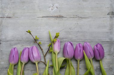 Eski mor Beyaz Laleler, kardelen ile Çiğdem ve boş kopya alanı, bahar yaz dekorasyon ahşap arka plan gri