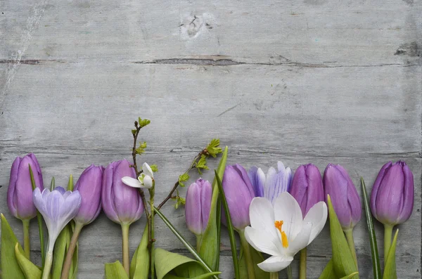 Старый серый деревянный фон с фиолетовыми белыми тюльпанами, подснежник и крокус и пустое пространство для копирования, весеннее летнее оформление — стоковое фото