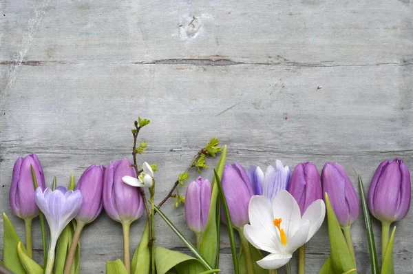 Старый серый деревянный фон с фиолетовыми белыми тюльпанами, подснежник и крокус и пустое пространство для копирования, весеннее летнее оформление — стоковое фото