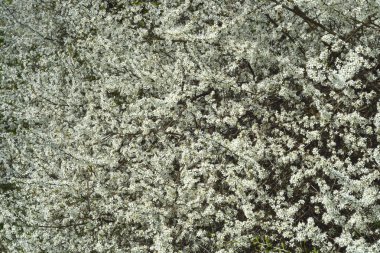 Bahar sezonu beyaz kiraz ağacı çiçek çiçek