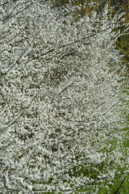 Bahar sezonu beyaz kiraz ağacı çiçek çiçek