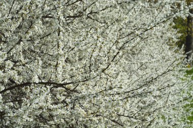 Bahar sezonu beyaz kiraz ağacı çiçek çiçek