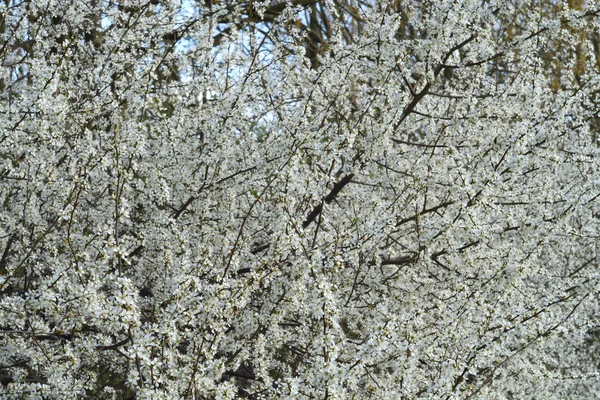 Spring season white blossom bloom in the cherry tree — Stock Photo, Image