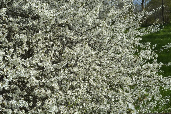 Sezon wiosna biały kwiat w wiśniowe drzewo kwitnie — Zdjęcie stockowe
