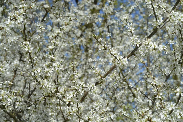 Frühlingszeit Weiße Blüten blühen im Kirschbaum — Stockfoto