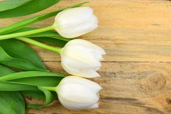 Three White tulips in a row on old wooden background with empty space for layout and text , horizontal — Stockfoto