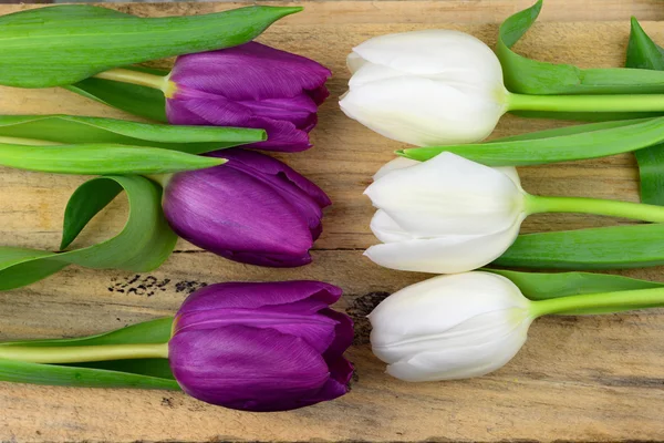 Tulipani viola fiori su legno vecchio con spazio vuoto per layout o testo in primavera concetto decorazione — Foto Stock