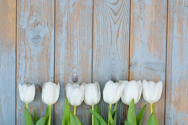 Bunch of White tulips on a old used blue grey wooden shelves background with empty space layout — Stock Photo, Image