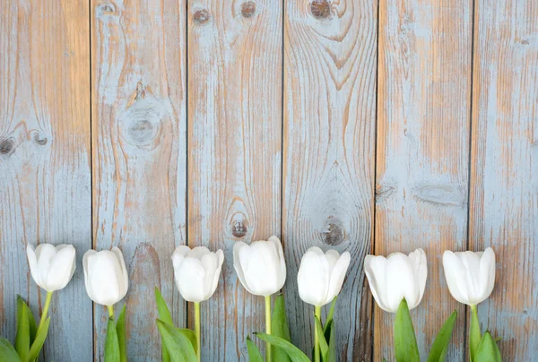 Bunch of White tulips on a old used blue grey wooden shelves background with empty space layout — Stock Photo, Image