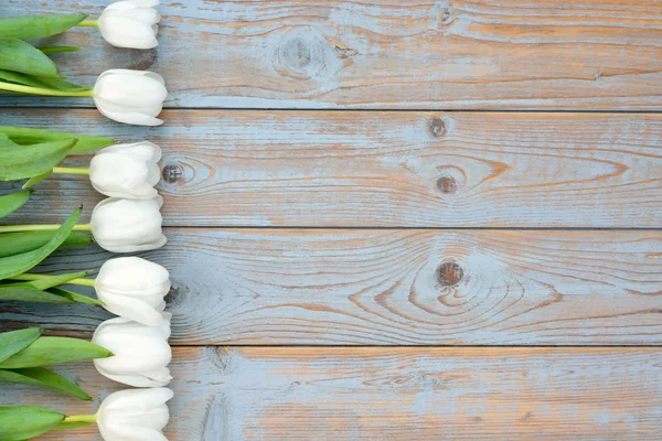 Bunch of White tulips on a old used blue grey wooden shelves background with empty space layout — Stock Photo, Image