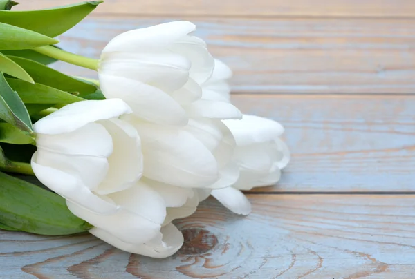 Bunch of White tulips on a old used blue grey wooden shelves background with empty space layout