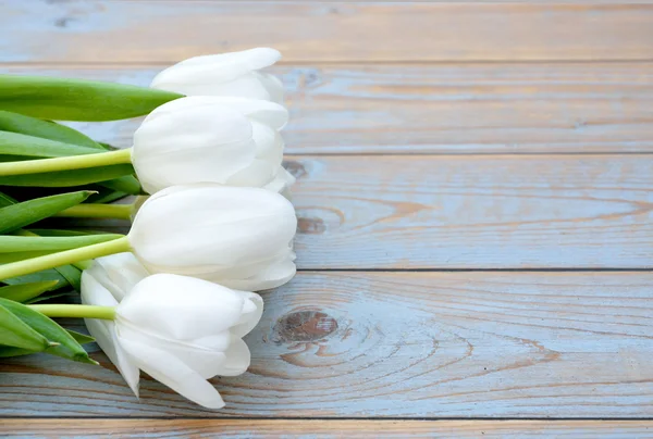 Bunch of White tulips on a old used blue grey wooden shelves background with empty space layout — Stock Photo, Image