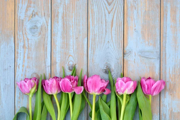 Sfondo di tulipani viola rosa con spazio vuoto di vecchio grigio blu utilizzato scaffali di legno per il proprio testo o foto — Foto Stock