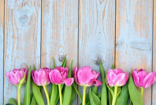 Pozadí růžové tulipány fialové s prázdného místa starých modrá šedá police dřevo pro vlastní text nebo fotografie — Stock fotografie