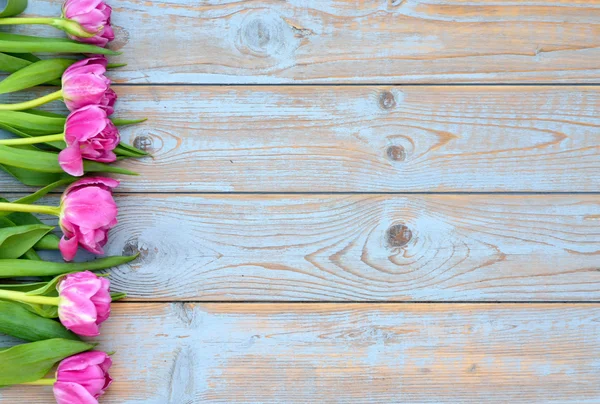 Background of Pink  purple tulips with empty space of old blue grey used shelves wood for your own text or photo — Stock Photo, Image