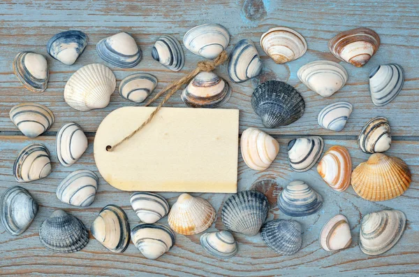 Beach and sea shells on a old grey blue knotted wooden background with a emty white wash wooden label for a beach , vacation mood board layout — Stock Photo, Image