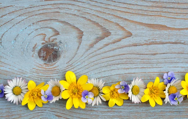 Grens rij van voorjaar fieldflowers zoals boterbloemen en margrieten op een blauw grijs ols geknoopte hout met lege ruimte-indeling gebruikt voor elementaire moodboard — Stockfoto