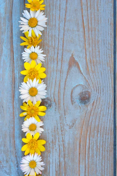 Border row of spring fieldflowers such as buttercups and daisies on a blue grey ols used knotted wood with empty space layout for basic moodboard — Stock Photo, Image