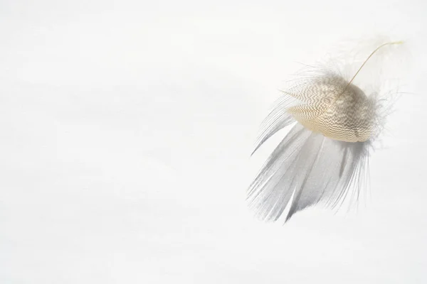 Plume d'oiseau à rayures blanches douces et moelleuses sur fond gris blanc avec un effet abstrait d'ombre solaire avec une atmosphère zen sereine et un espace de copie vide et un effet de rêve, la plume se soulève . — Photo