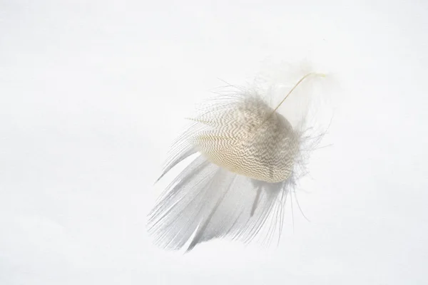 Plume d'oiseau à rayures blanches douces et moelleuses sur fond gris blanc avec un effet abstrait d'ombre solaire avec une atmosphère zen sereine et un espace de copie vide et un effet de rêve, la plume se soulève . — Photo