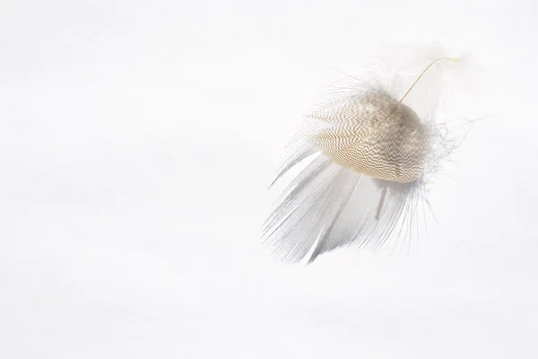 Plume d'oiseau à rayures blanches douces et moelleuses sur fond gris blanc avec un effet abstrait d'ombre solaire avec une atmosphère zen sereine et un espace de copie vide et un effet de rêve, la plume se soulève . — Photo
