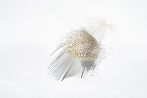 Fluffy soft white striped bird feather  on a white grey background with a abstract sunlight shadow effect with a serene zen atmosphere and empty copy space and a dream effect, the feather is lifting up.