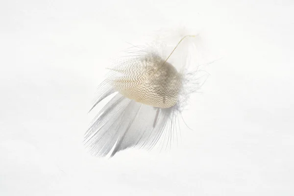 Plume d'oiseau à rayures blanches douces et moelleuses sur fond gris blanc avec un effet abstrait d'ombre solaire avec une atmosphère zen sereine et un espace de copie vide et un effet de rêve, la plume se soulève . — Photo