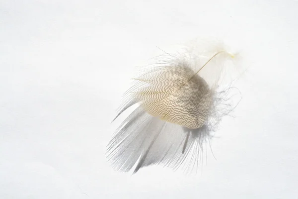 Plume d'oiseau à rayures blanches douces et moelleuses sur fond gris blanc avec un effet abstrait d'ombre solaire avec une atmosphère zen sereine et un espace de copie vide et un effet de rêve, la plume se soulève . — Photo