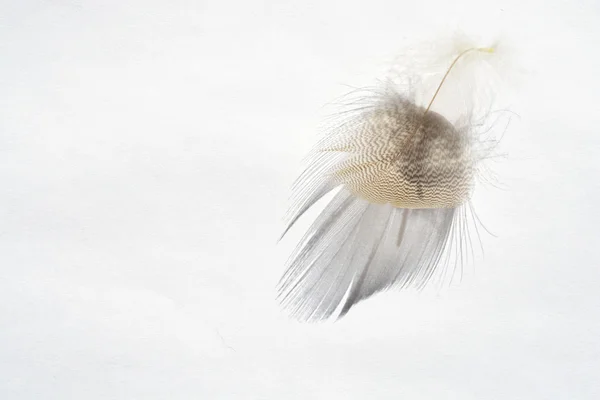 Plume d'oiseau à rayures blanches douces et moelleuses sur fond gris blanc avec un effet abstrait d'ombre solaire avec une atmosphère zen sereine et un espace de copie vide et un effet de rêve, la plume se soulève . — Photo