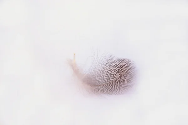 Pluma suave y mullida de pájaro rayado blanco sobre un fondo gris blanco con un efecto de sombra de luz solar abstracto con una atmósfera zen serena y un espacio de copia vacío y un efecto de sueño, la pluma se eleva . —  Fotos de Stock