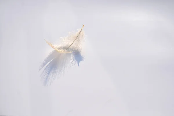Fluffig mjuk vit randig fågel fjäder på en vit grå bakgrund med en abstrakt solljus skuggeffekt med en lugn harmonisk atmosfär och tom kopia utrymme och en dröm effekt, fjädern lyfter upp. — Stockfoto