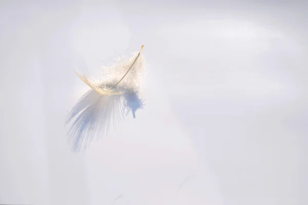 Pluma suave y mullida de pájaro rayado blanco sobre un fondo gris blanco con un efecto de sombra de luz solar abstracto con una atmósfera zen serena y un espacio de copia vacío y un efecto de sueño, la pluma se eleva . — Foto de Stock