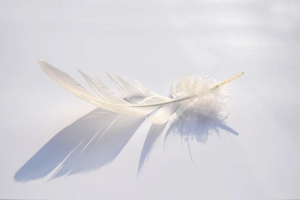 Plume d'oiseau à rayures blanches douces et moelleuses sur fond gris blanc avec un effet abstrait d'ombre solaire avec une atmosphère zen sereine et un espace de copie vide et un effet de rêve, la plume se soulève . — Photo