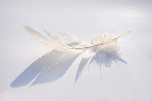 Fluffy soft white striped bird feather  on a white grey background with a abstract sunlight shadow effect with a serene zen atmosphere and empty copy space and a dream effect, the feather is lifting up. — Stock Photo, Image