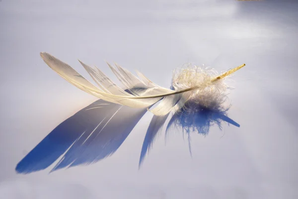 Pluizig zacht wit gestreepte veren van de vogel op een wit grijze achtergrond met een schaduweffect abstracte zonlicht met een serene sfeer van de zen en lege kopie ruimte en een droom-effect, de veer is opheft. — Stockfoto