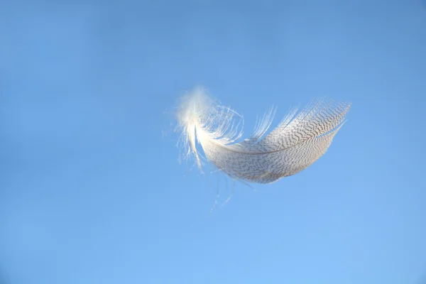Fluffy soft white striped bird feather floating in the wind in a clear blue sky with a serene zen atmosphere and empty copy space