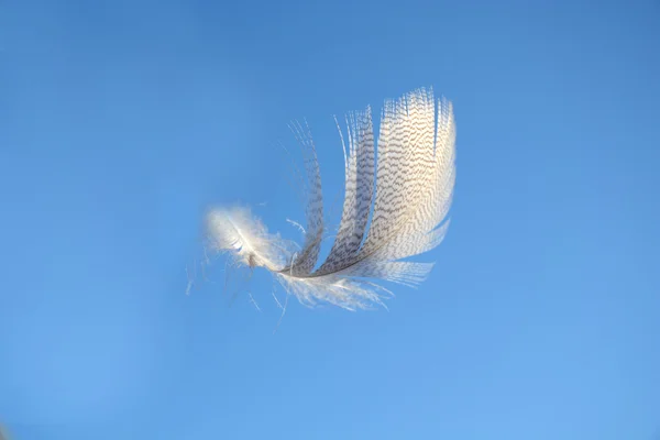 Fluffy soft white striped bird feather floating in the wind in a clear blue sky with a serene zen atmosphere and empty copy space