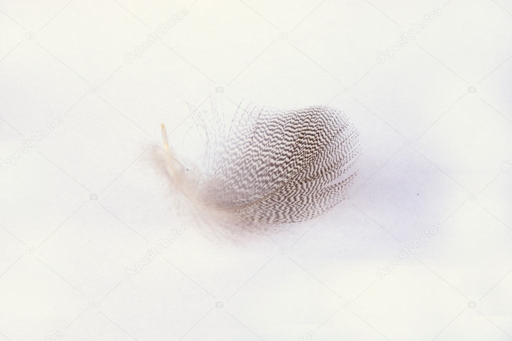Fluffy soft white striped bird feather  on a white grey background with a abstract sunlight shadow effect with a serene zen atmosphere and empty copy space and a dream effect, the feather is lifting up.