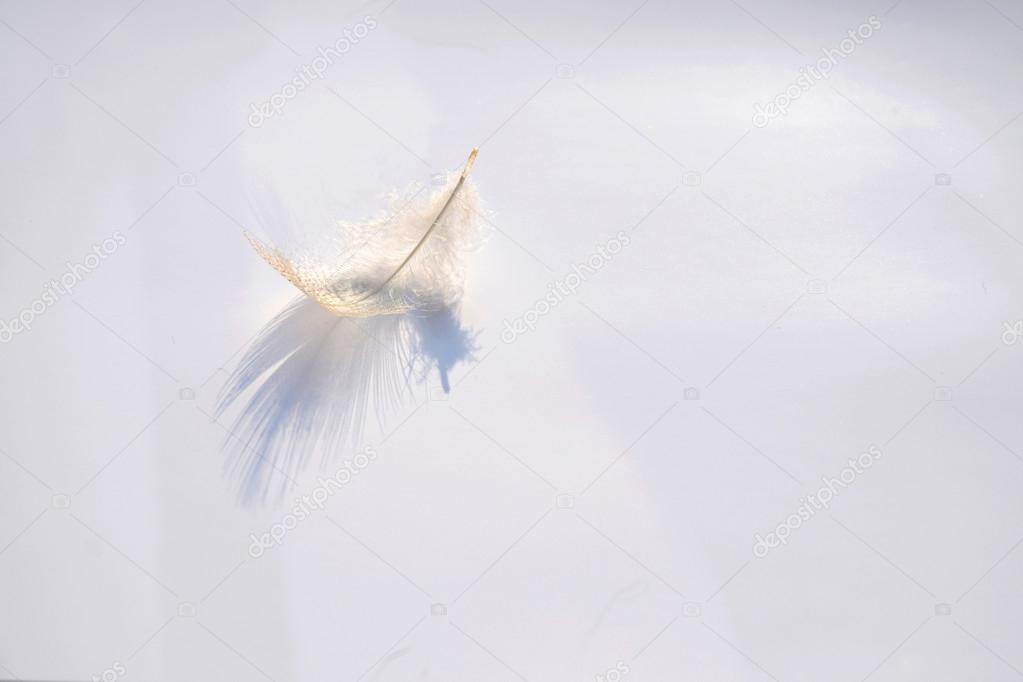 Fluffy soft white striped bird feather  on a white grey background with a abstract sunlight shadow effect with a serene zen atmosphere and empty copy space and a dream effect, the feather is lifting up.