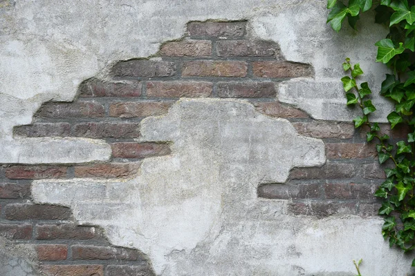 Grey detail of a old broken damaged brick cement wall with green ivy tree and empty copy space