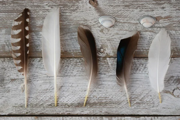 Fila de pájaro, gaviota, pato, plumas sobre un viejo estante de madera fondo gris blanco con conchas de playa de mar —  Fotos de Stock