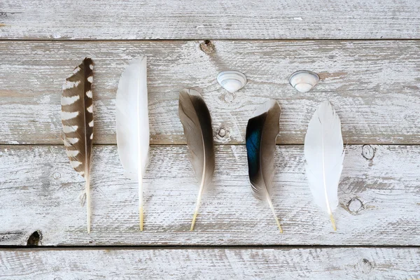 Sorban a madár, sirály, kacsa, toll, egy régi fából készült polcok fehér szürke háttér, tengeri strand kagyló — Stock Fotó