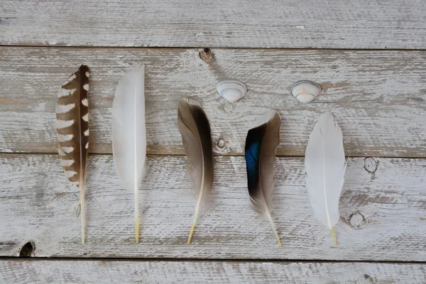 Rzędu ptaków, Mewa, Kaczka, pióra na stare drewniane półki biały szary tło z plaża muszli — Zdjęcie stockowe